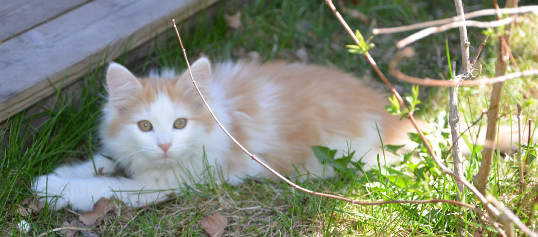 sibirisk kattunge