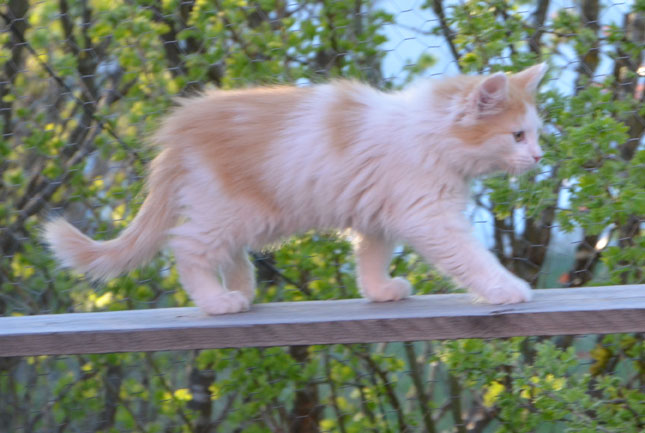 sibirisk kattunge