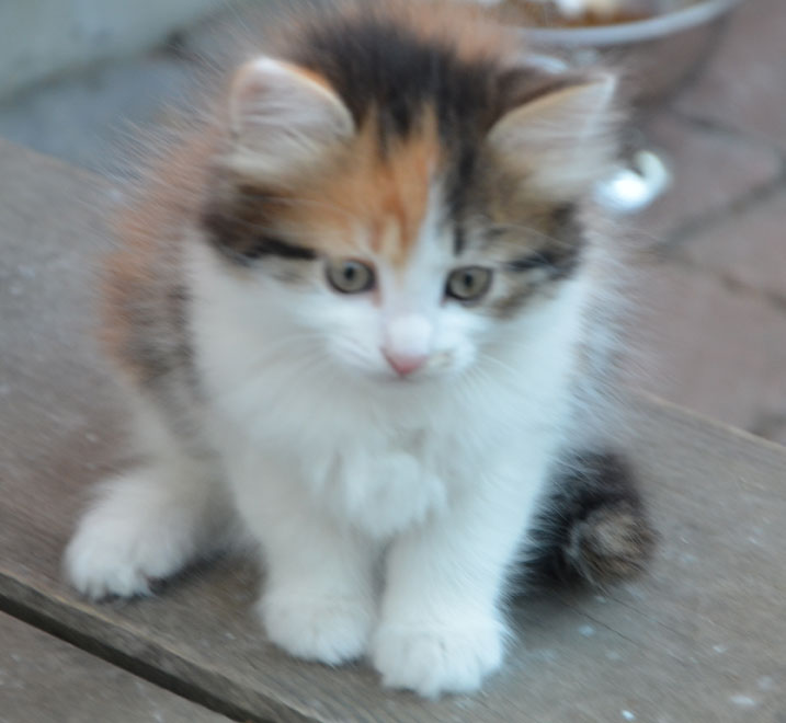 sibirisk kattunge