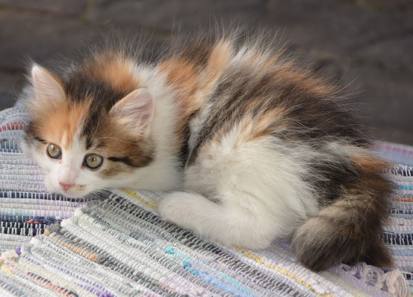 sibirisk kattunge