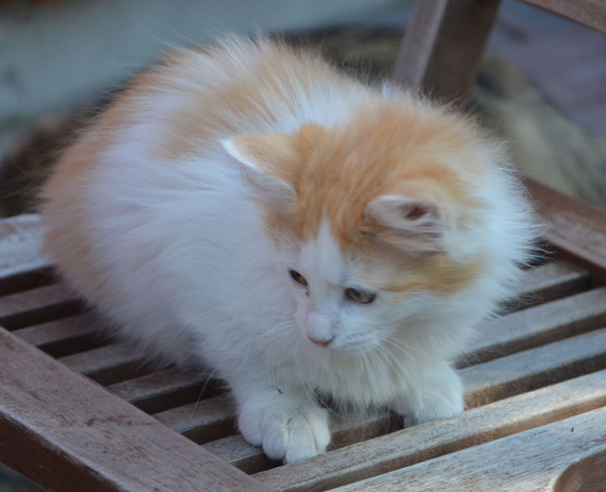 sibirisk kattunge