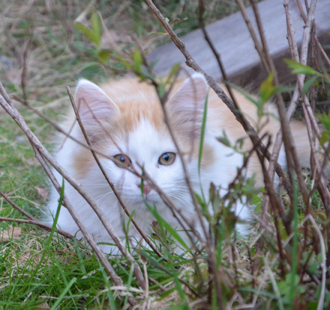 sibirisk kattunge