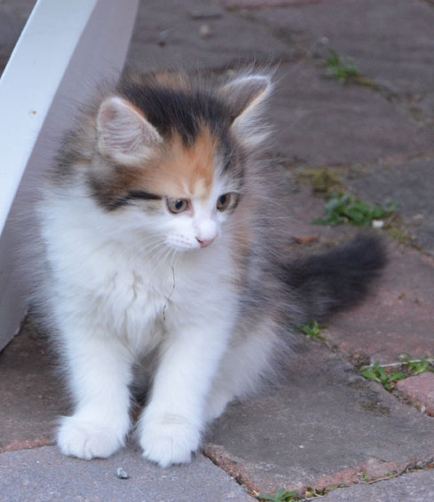 sibirisk kattunge