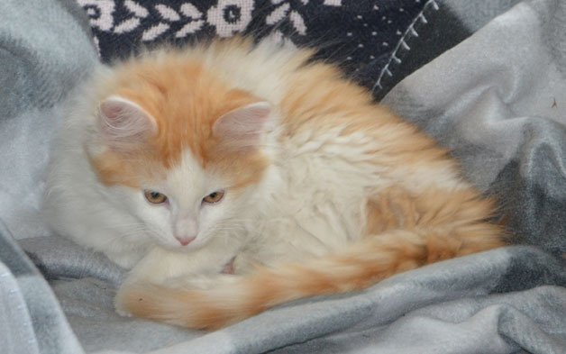 sibirisk kattunge