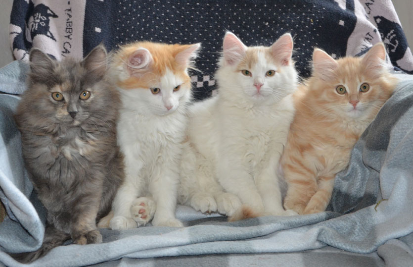 Sibirisk katt F-kull