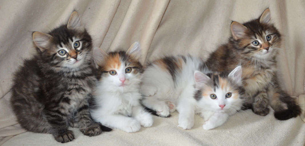 Sibirisk katt G-Kull