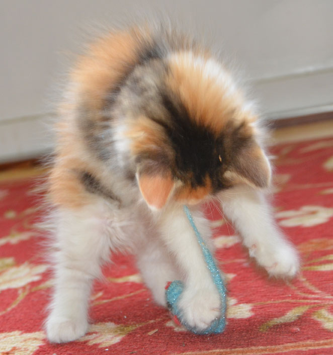 aibirisk kattunge
