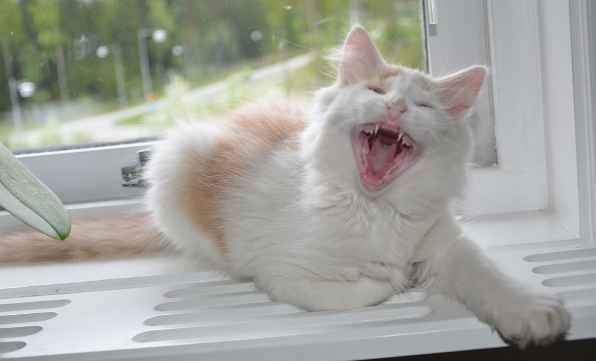 sibirisk kattunge