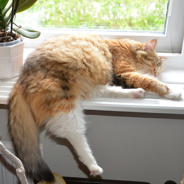 sibirisk katt