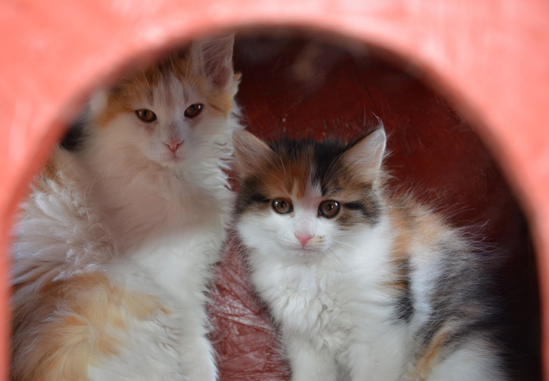 sibirisk kattunge