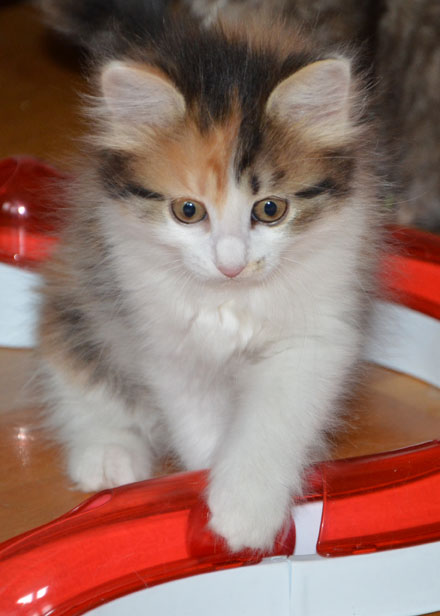 sibirisk kattunge