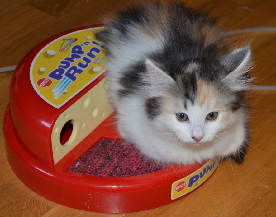 sibirisk kattunge