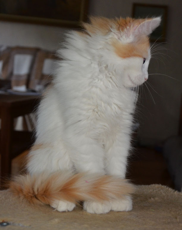 sibirisk kattunge