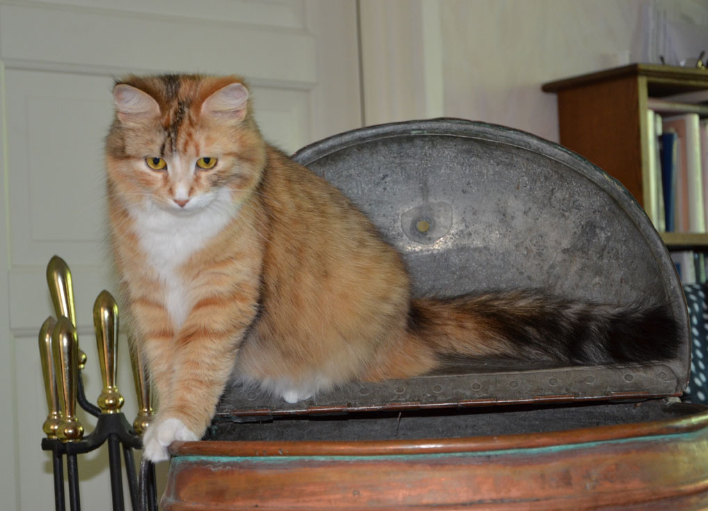 sibirisk katt