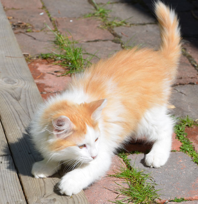 sibirisk kattunge