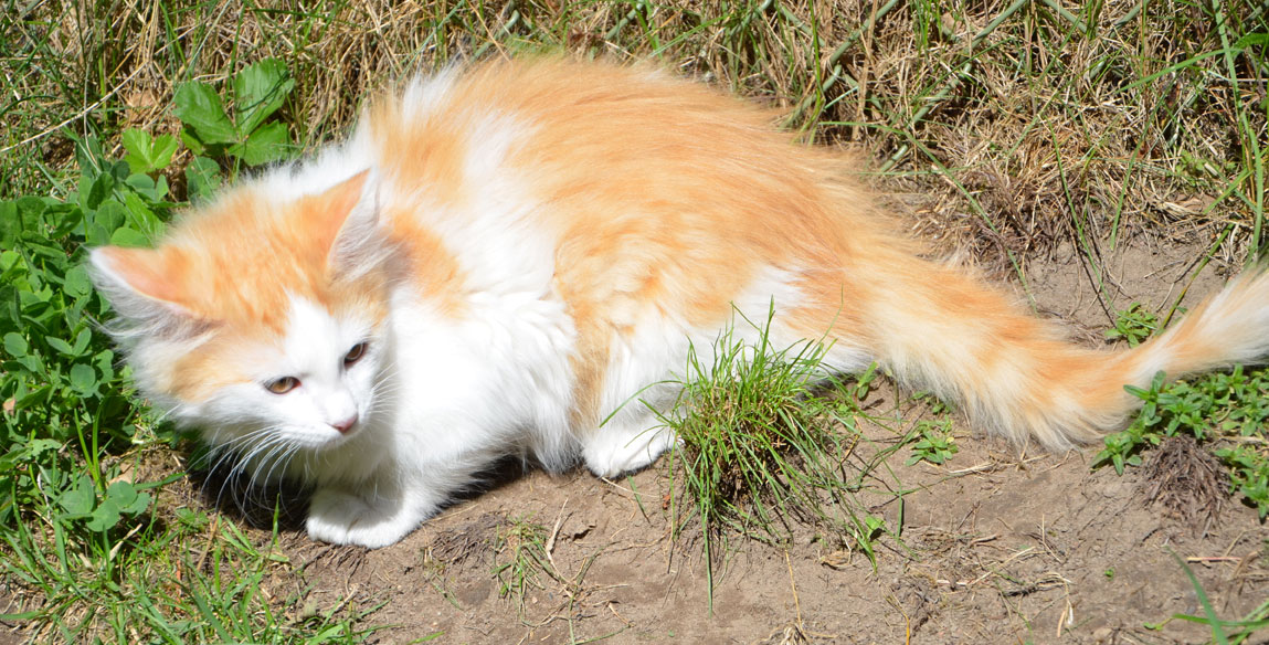 sibirisk kattunge