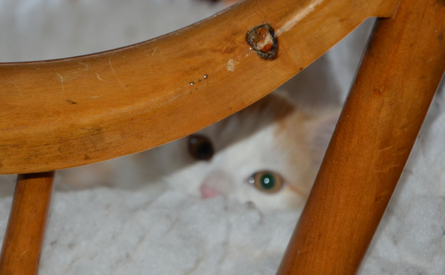 sibirisk kattunge