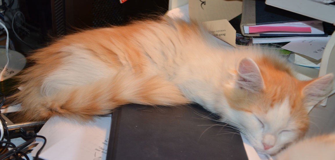 sibirisk kattunge