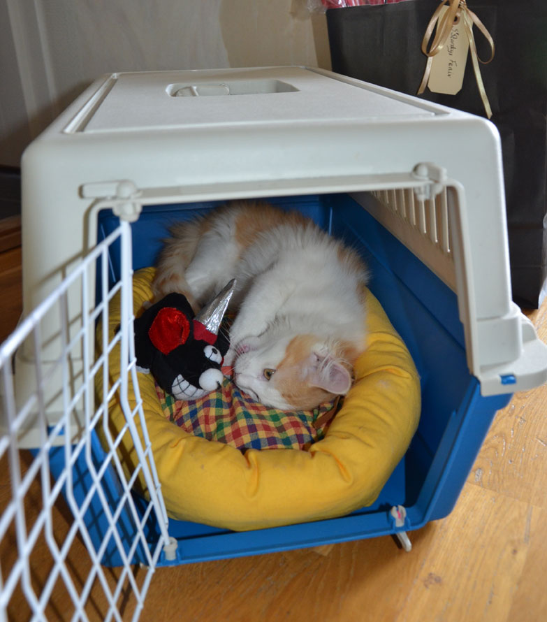 sibirisk kattunge