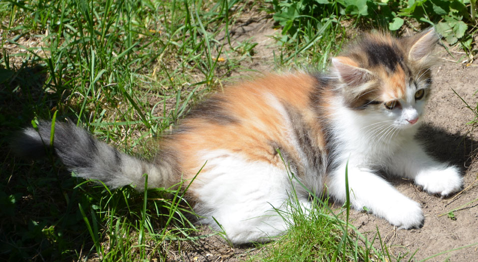 sibirisk kattunge