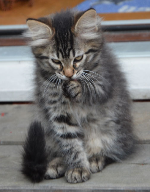Sibirisk kattunge
