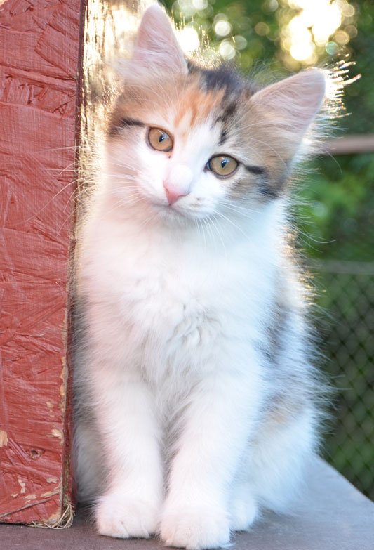 sibirisk kattunge