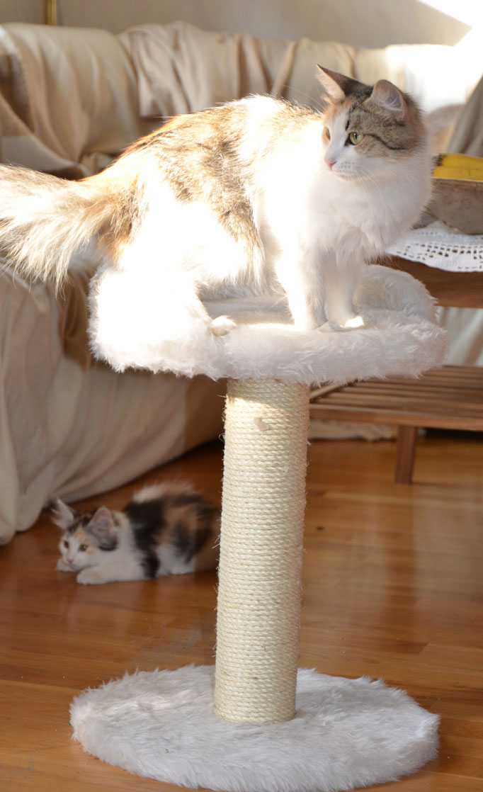 Sibirisk katt Colbie