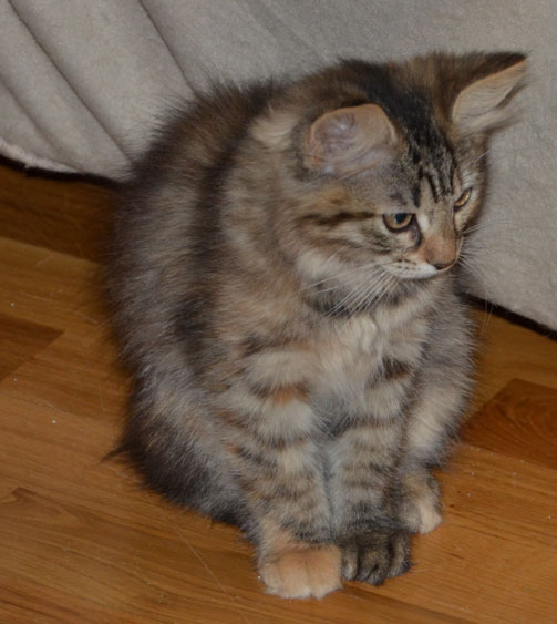 Sibirisk kattunge Galaxy