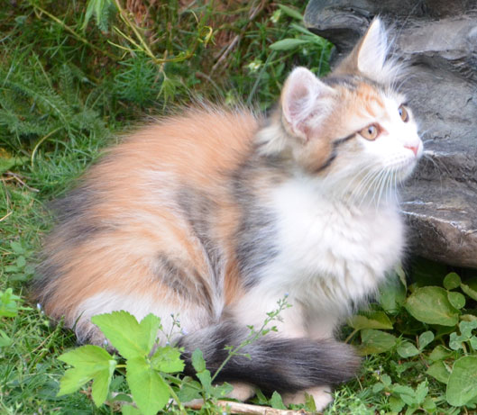 sibirisk kattunge