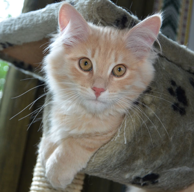 sibirisk katt
