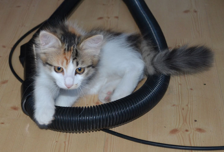 sibirisk kattunge