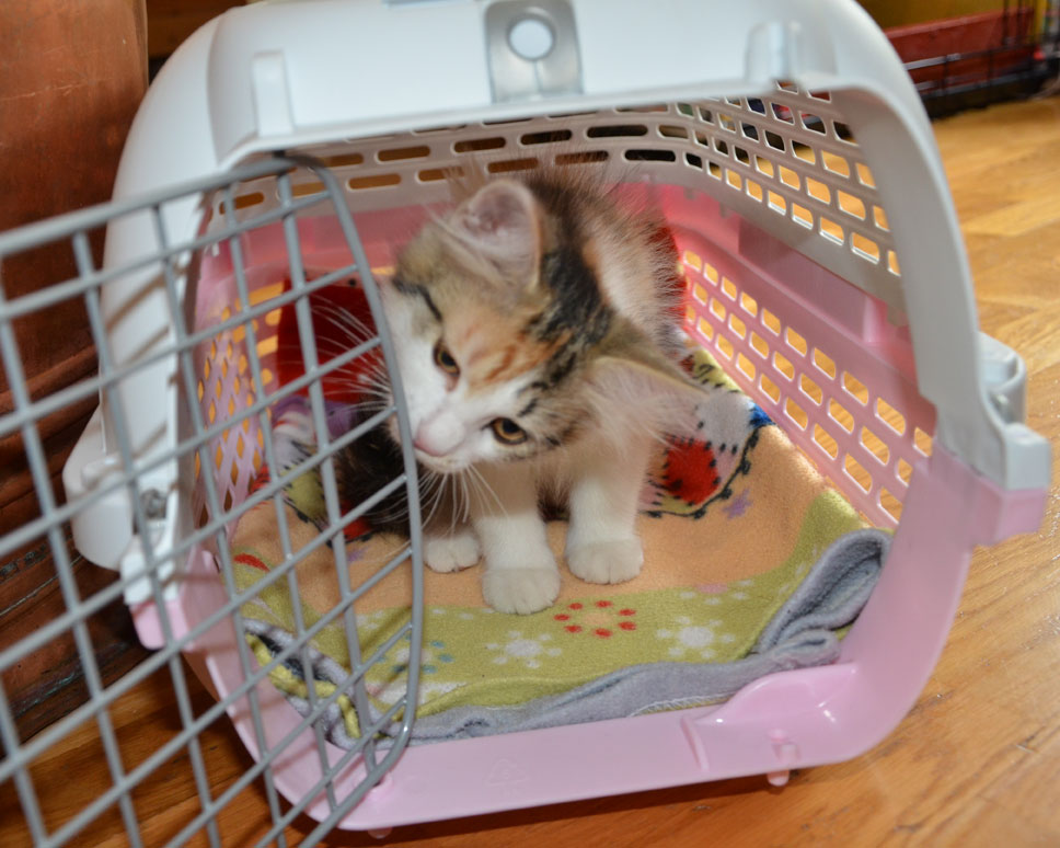 sibirisk katt