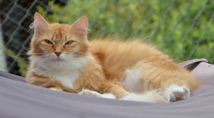 sibirisk katt Queeni