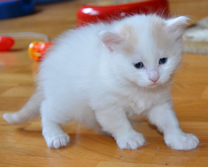 sibirisk kattunge