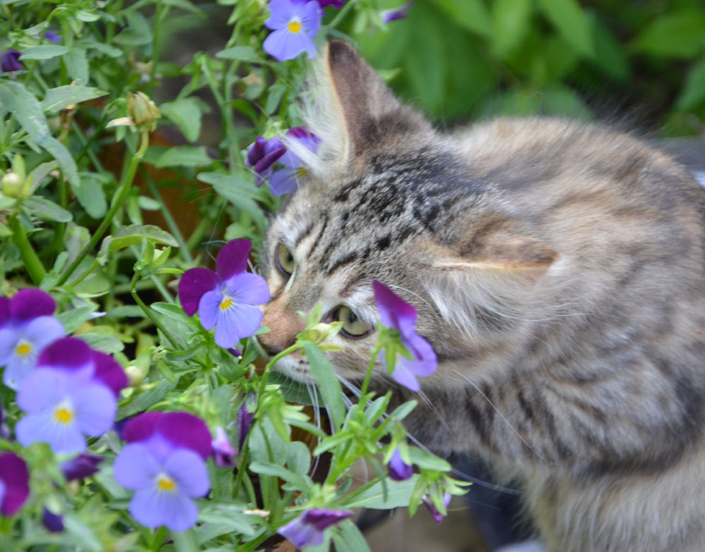 sibirisk kattunge