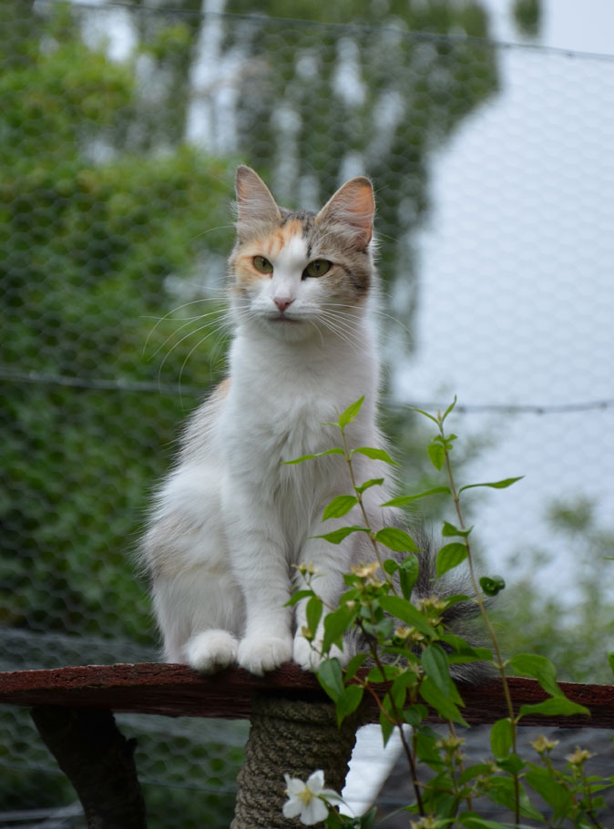 Sibiriska katter Colbie