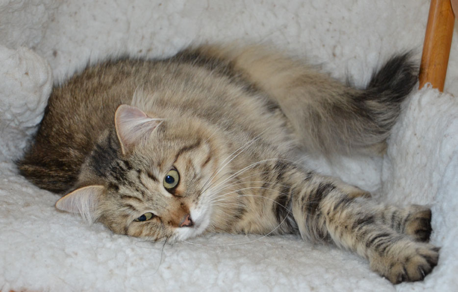 sibirisk katt