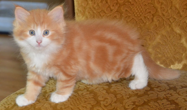 sibirisk kattunge