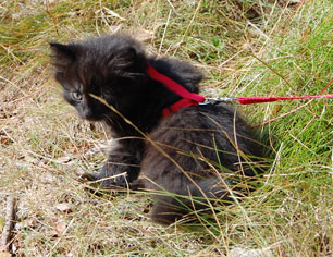 sibirisk kattunge
