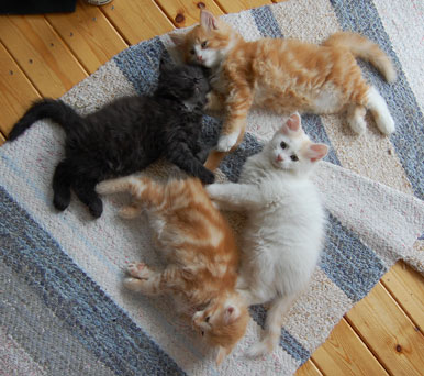 Sibirisk katt H-kull