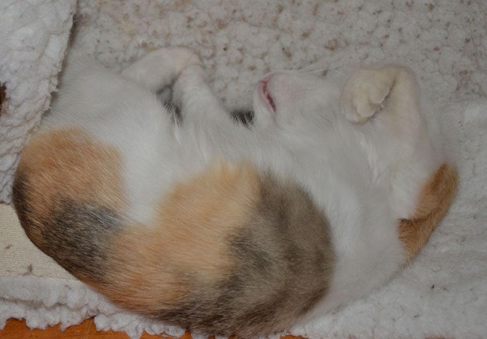 Sibirisk katt Colbie