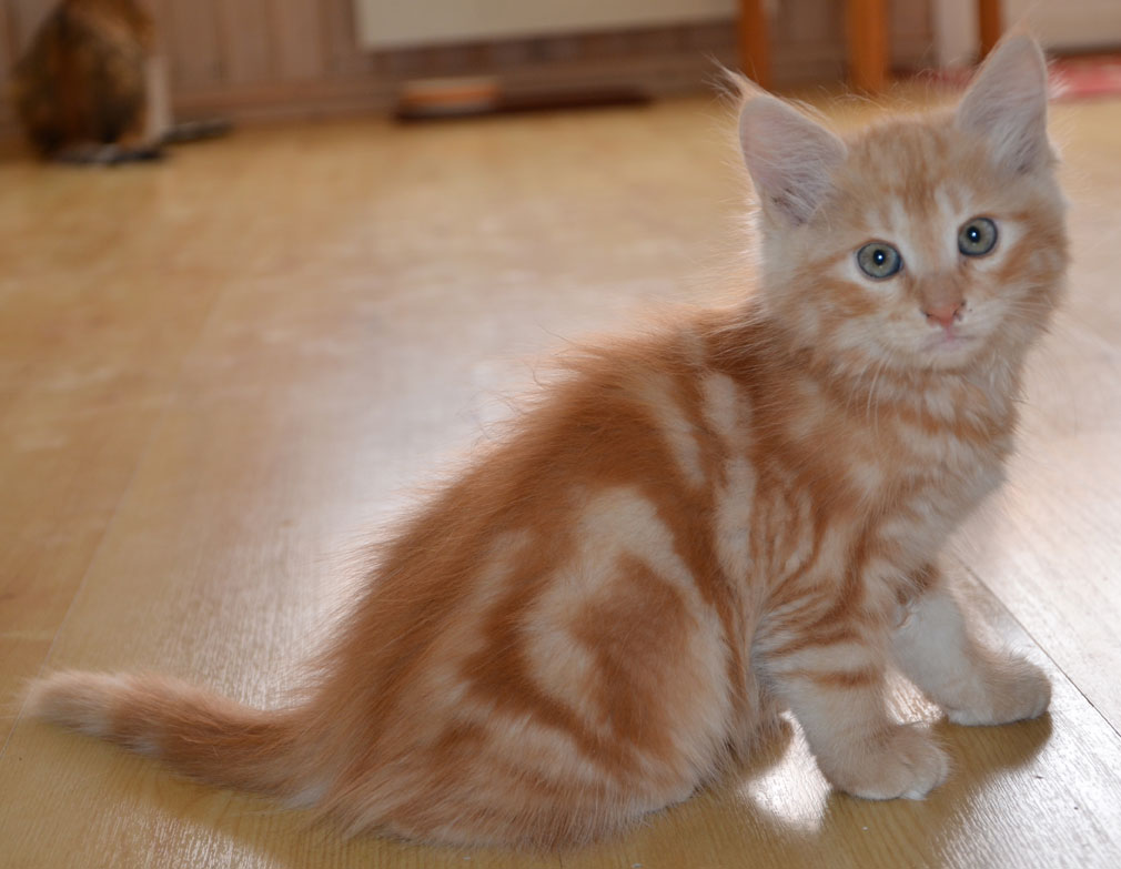 sibirisk kattunge Hercules