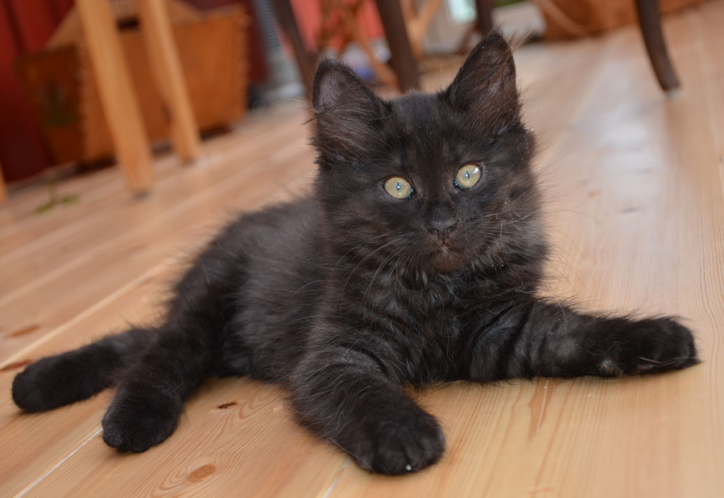 sibirisk kattunge