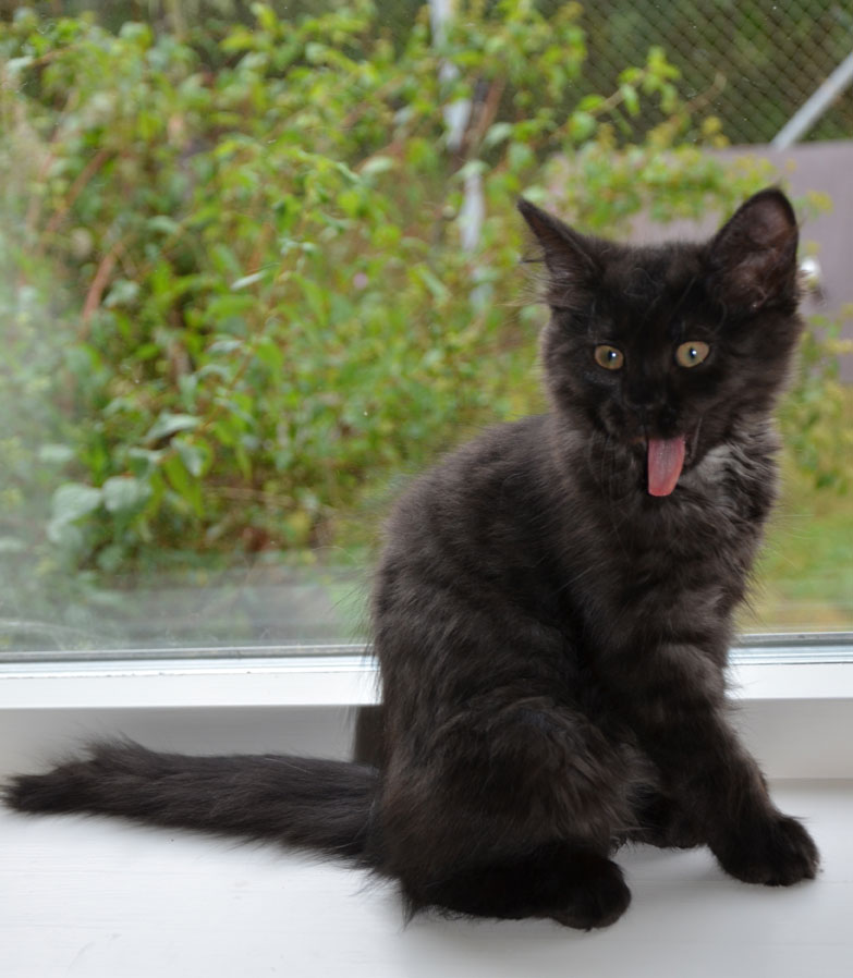 sibirisk kattunge