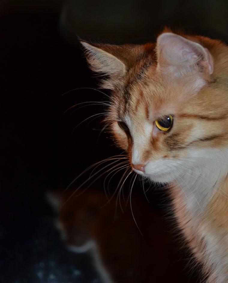 sibirisk katt