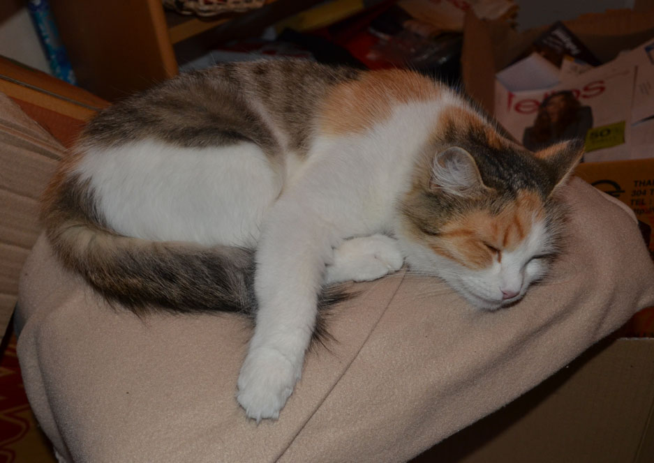 sibirisk katt Colbie