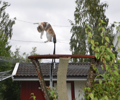 sibirisk katt