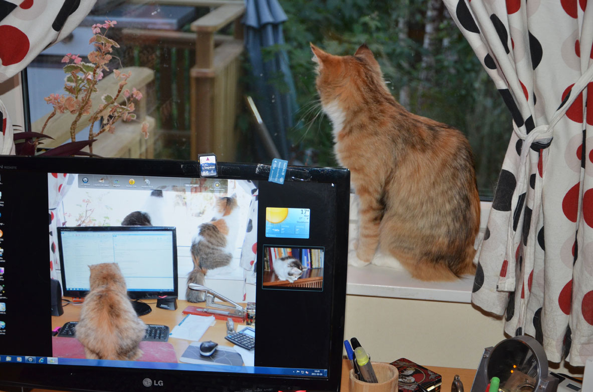 sibirisk katt