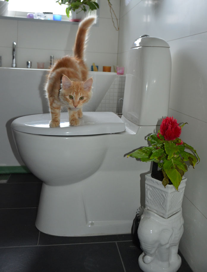 sibirisk kattunge