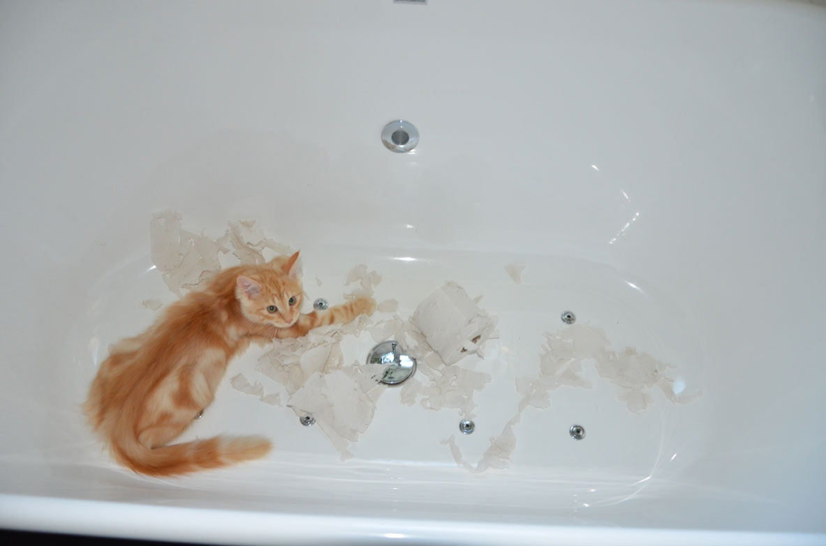 sibirisk katt